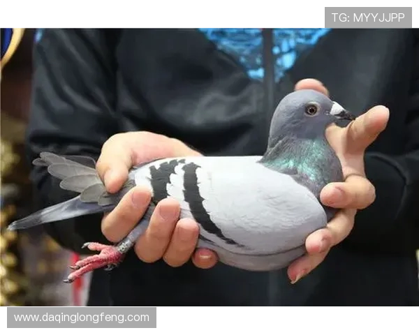 对话王强:回顾我的网球生涯与未来展望之路 对话王强:回顾我的网球生涯与未来展望之路